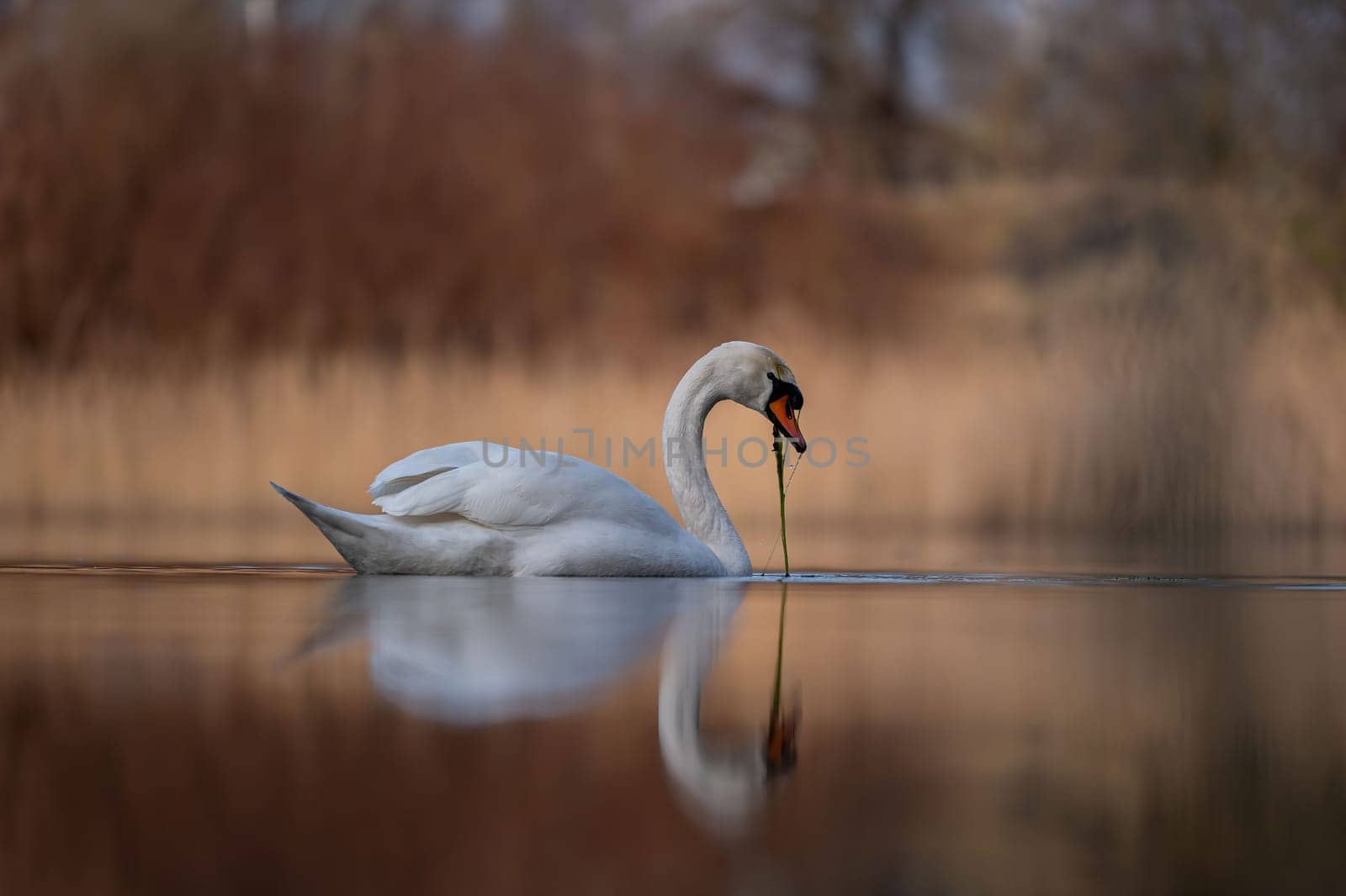 A graceful white swan glides on a calm lake, its reflection mirroring the tranquil scene. Peaceful and serene.