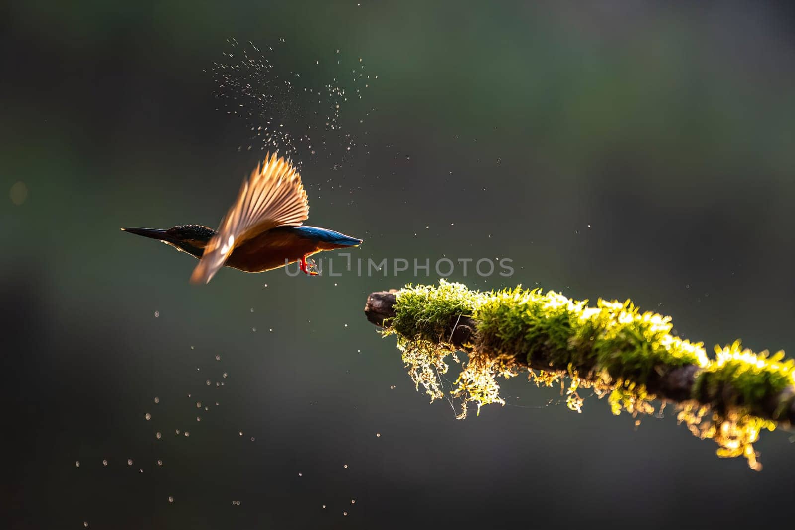 A kingfisher takes flight, its wings catching the sunlight. Water droplets are visible as it dives. A moment of wild beauty.