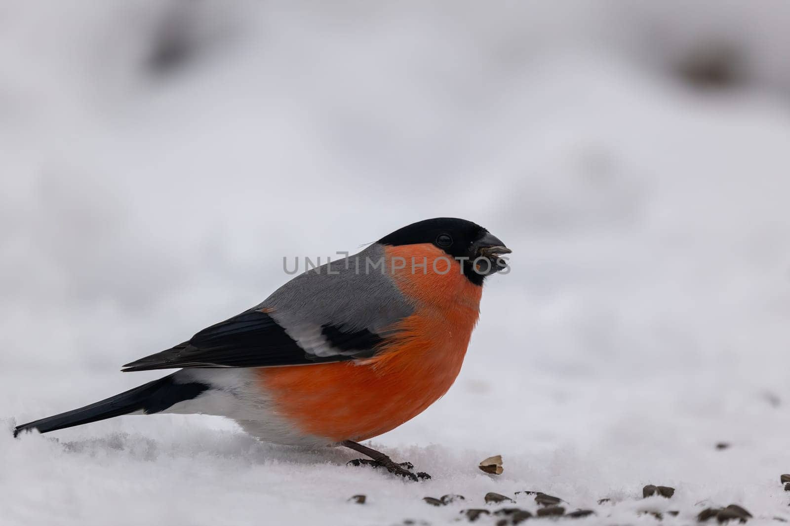 A vibrant bullfinch enjoys a winter's day, perched on the snow, its bright plumage contrasting beautifully with the white landscape.