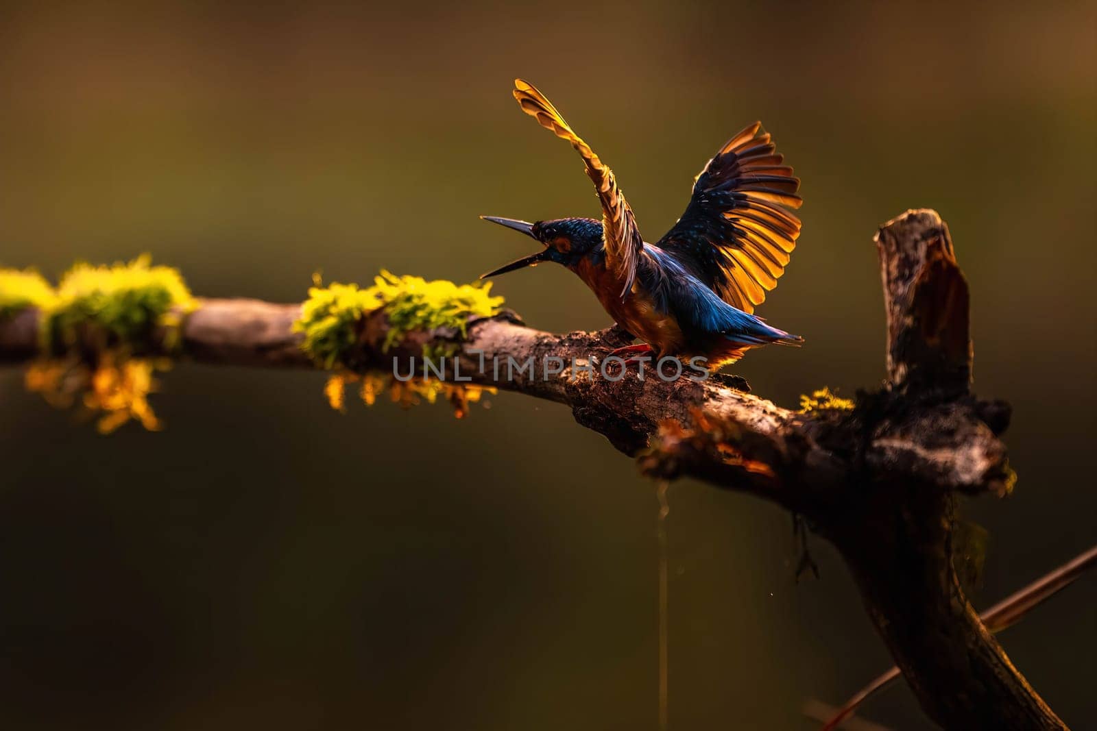 A common kingfisher perched on a mossy branch, preparing for takeoff at sunset. The golden light beautifully illuminates its feathers.