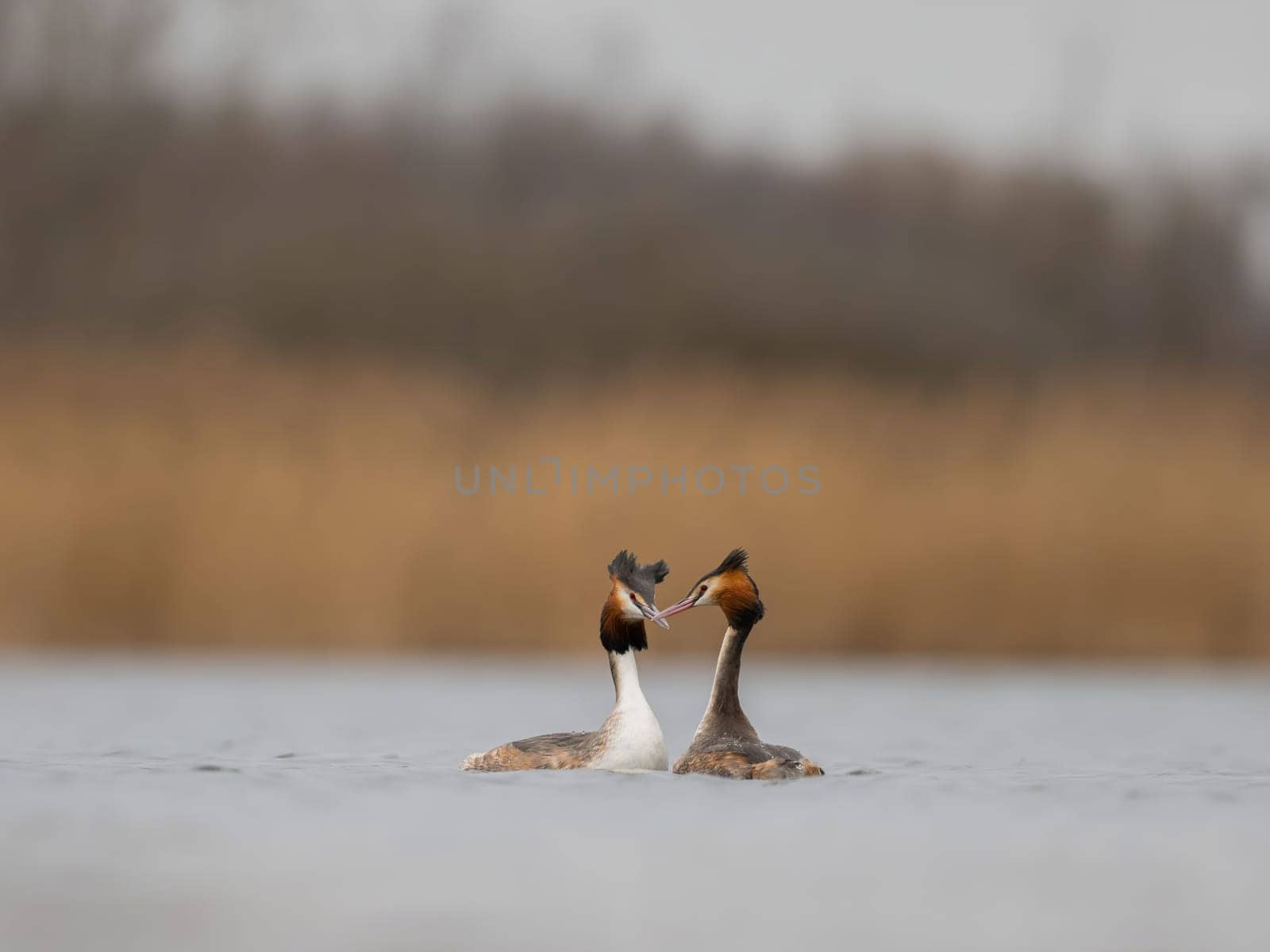 Two Great Crested Grebes showcasing affection on a tranquil lake. A serene moment captured in nature.