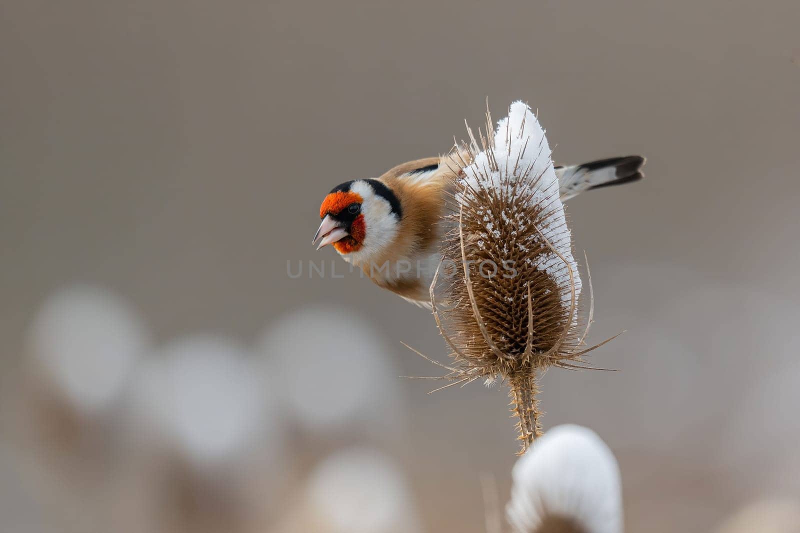 A goldfinch perched on a snow-covered thistle in winter. Beautiful wildlife photography.