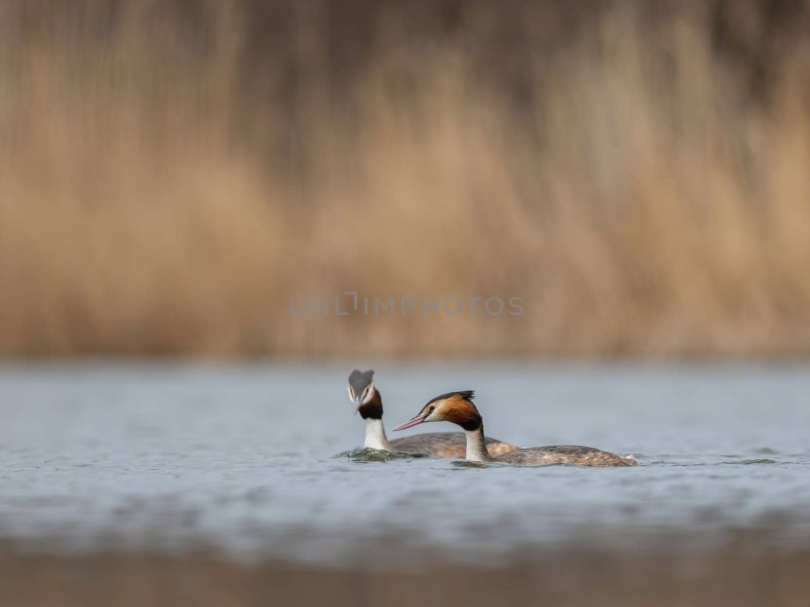Two Great Crested Grebes swim peacefully on a calm lake, a stunning nature scene.