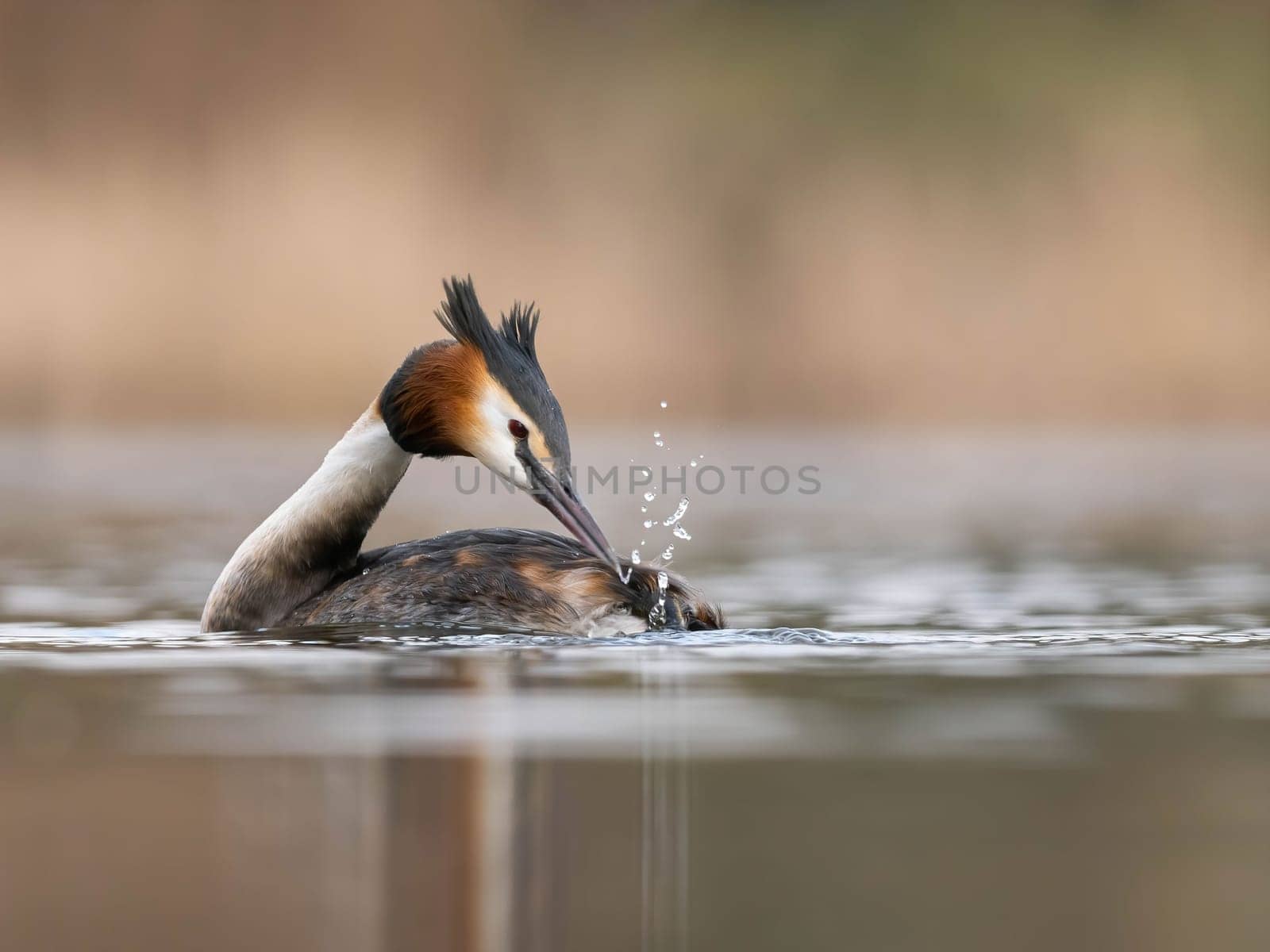 A great crested grebe cleans its feathers in a calm lake. The bird is beautifully reflected in the water.