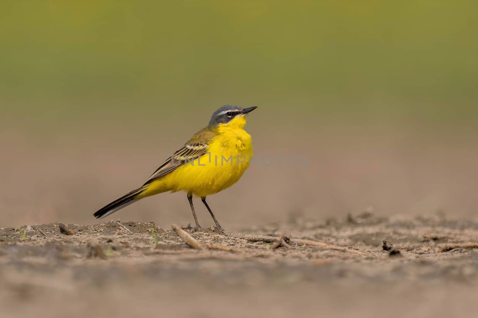 A vibrant yellow wagtail bird perched on the ground. Beautiful capture of wildlife in its natural habitat.