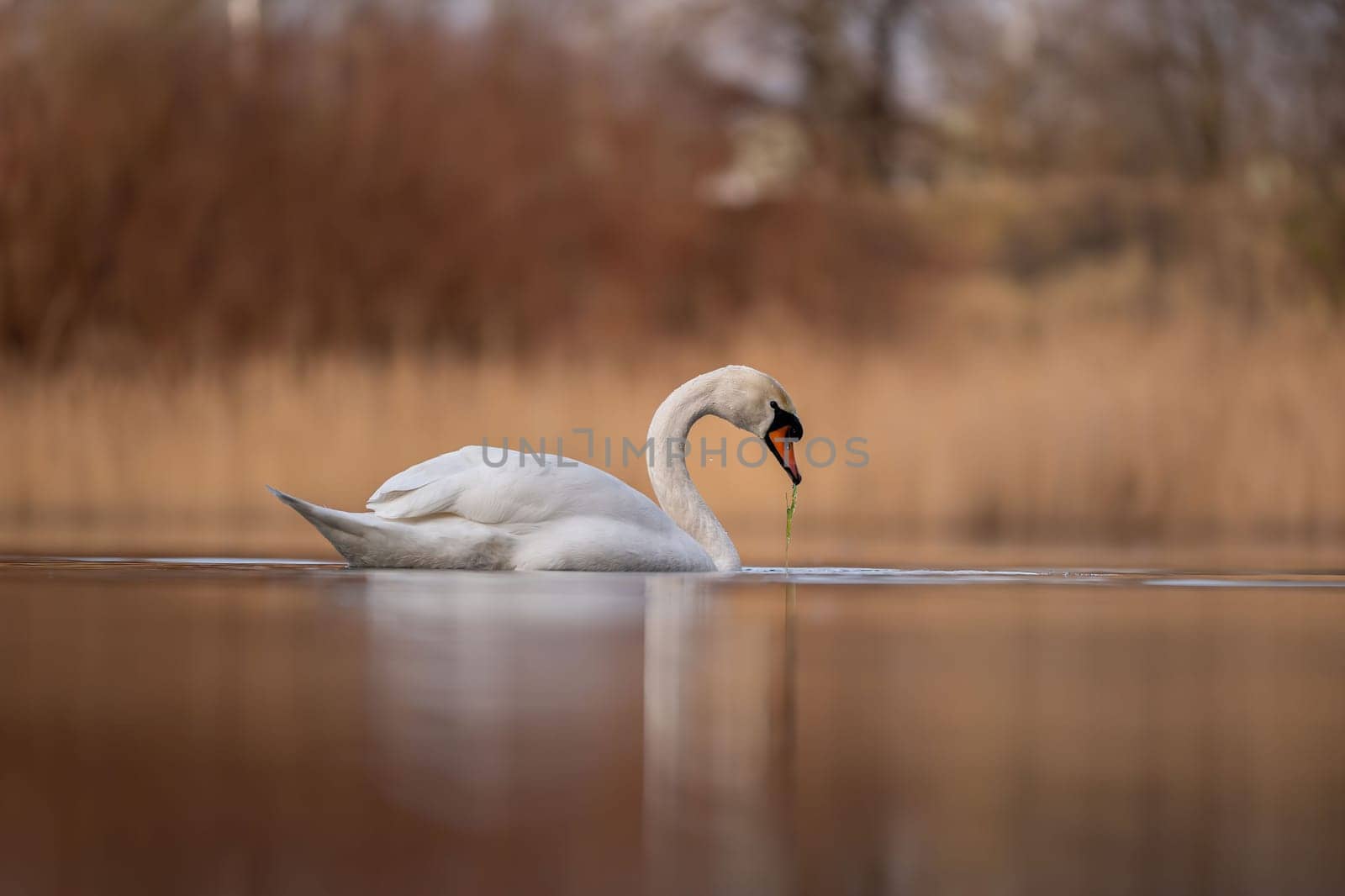 A single swan gracefully floats on calm water, its reflection mirroring the tranquil scene. Golden hour light bathes the scene in warmth.