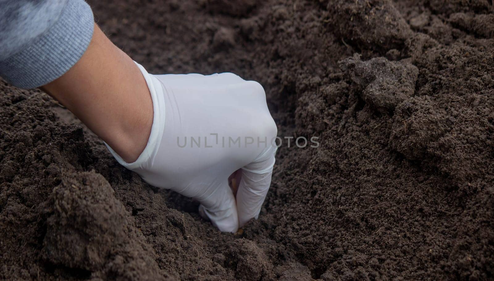 Onion Planting: Manual Work for a Future Harvest. Selective focus.