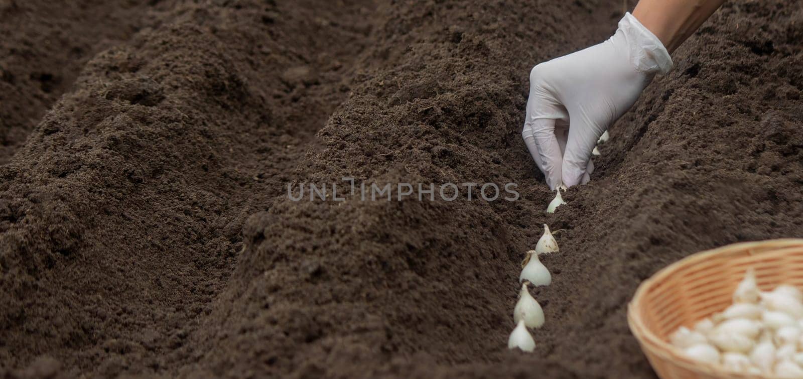 Onion Planting: Manual Work for a Future Harvest. Selective focus.