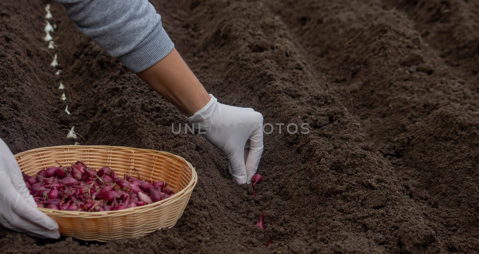 Onion Planting: Manual Work for a Future Harvest. Selective focus.