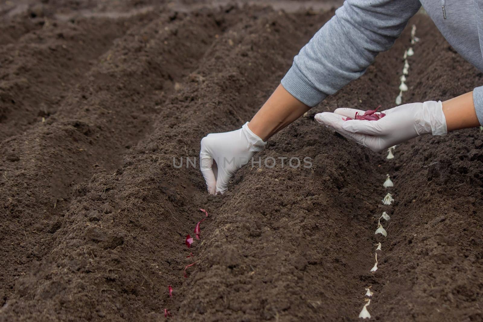 Onion Planting: Manual Work for a Future Harvest. Selective focus.