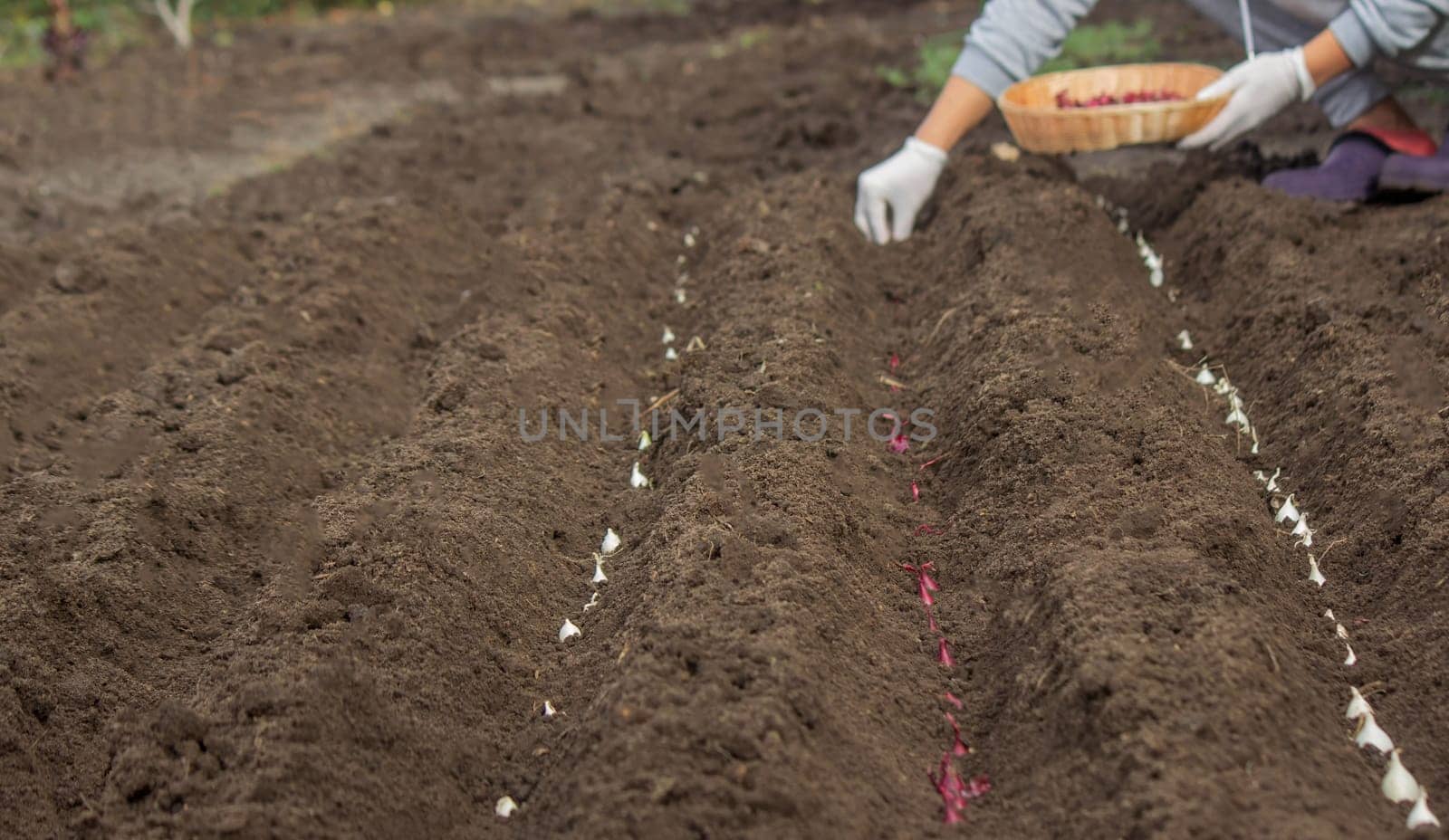 Onion Planting: Manual Work for a Future Harvest. Selective focus.