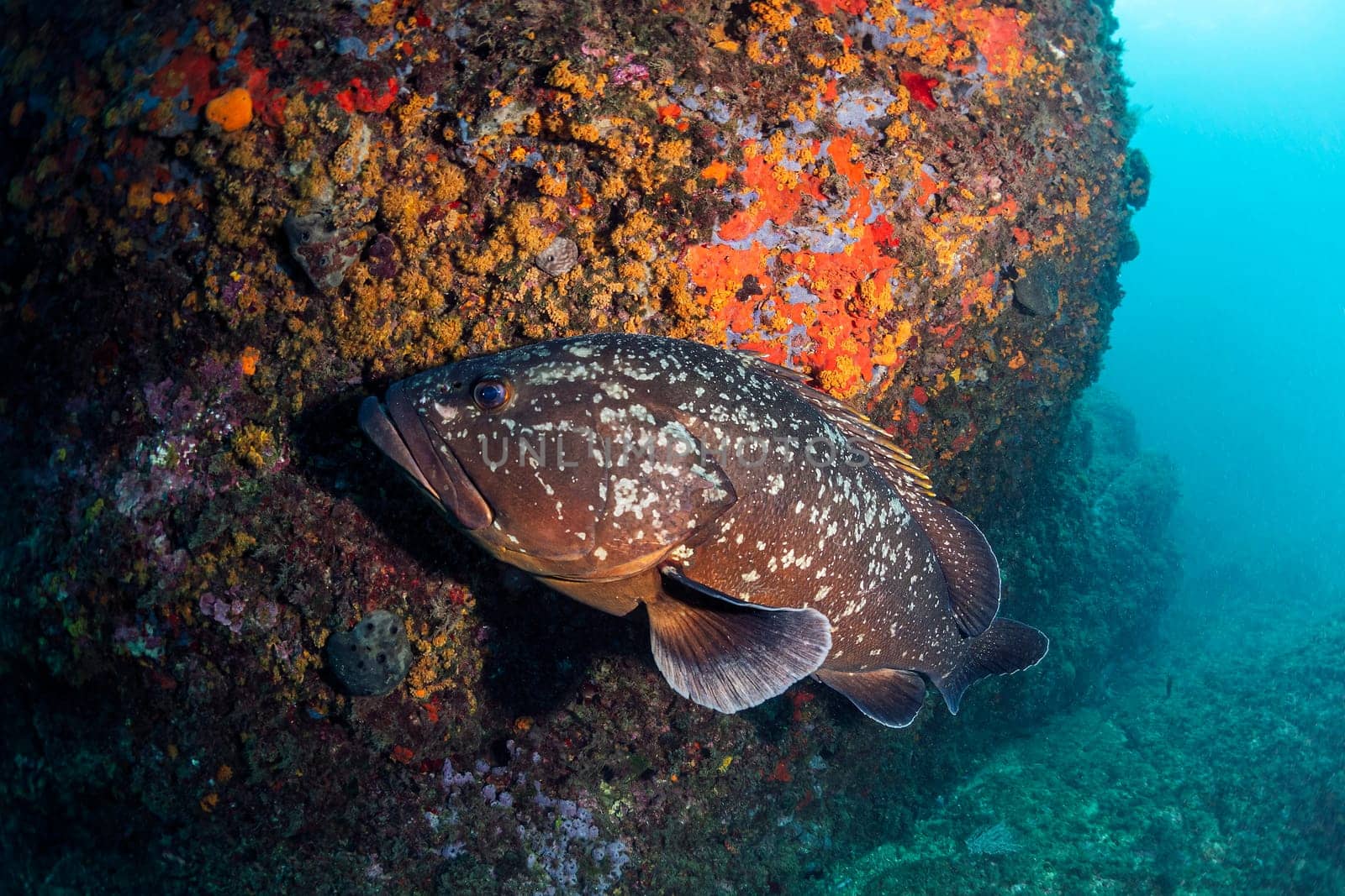 big black spotted Epinephelus fish swimming near rocky formation with colorful coral in deep blue sea in clear water, concept of marine wildlife and underwater fauna