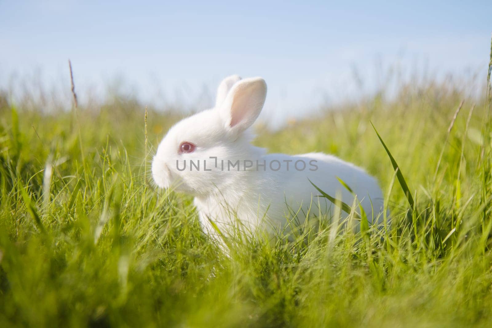 beautiful white rabbit on a spring meadow , baby animals , Easter