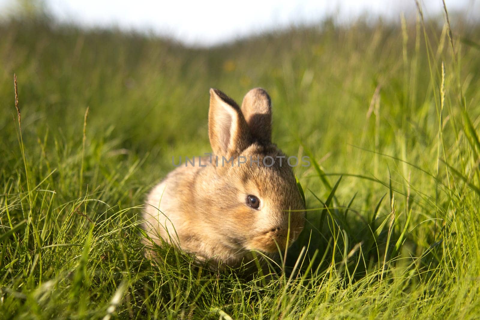 ginger rabbit in the warm spring rays of the sun, baby animals , Easter