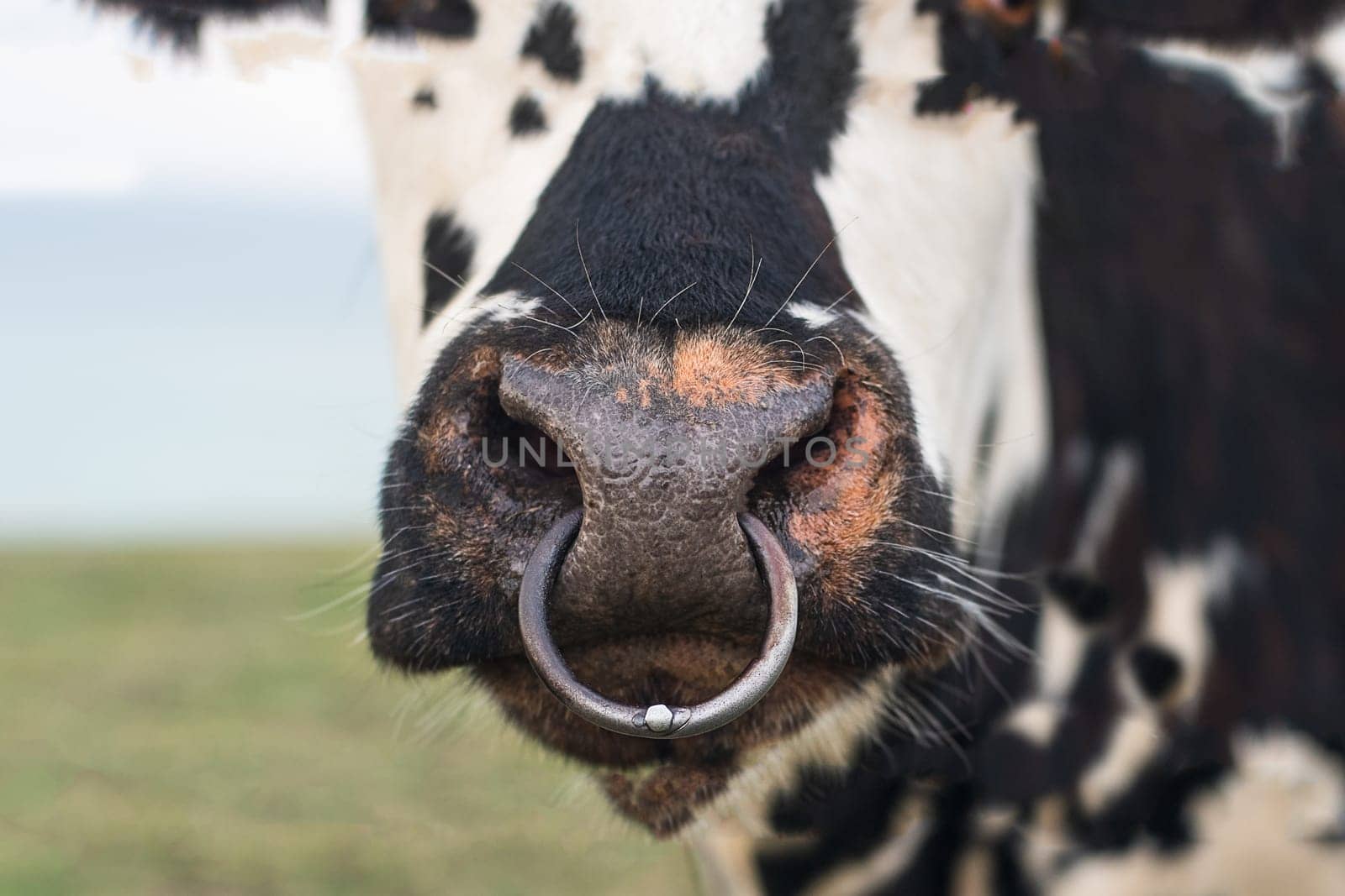 Spotted cow with a pierced nose in Normandy, France