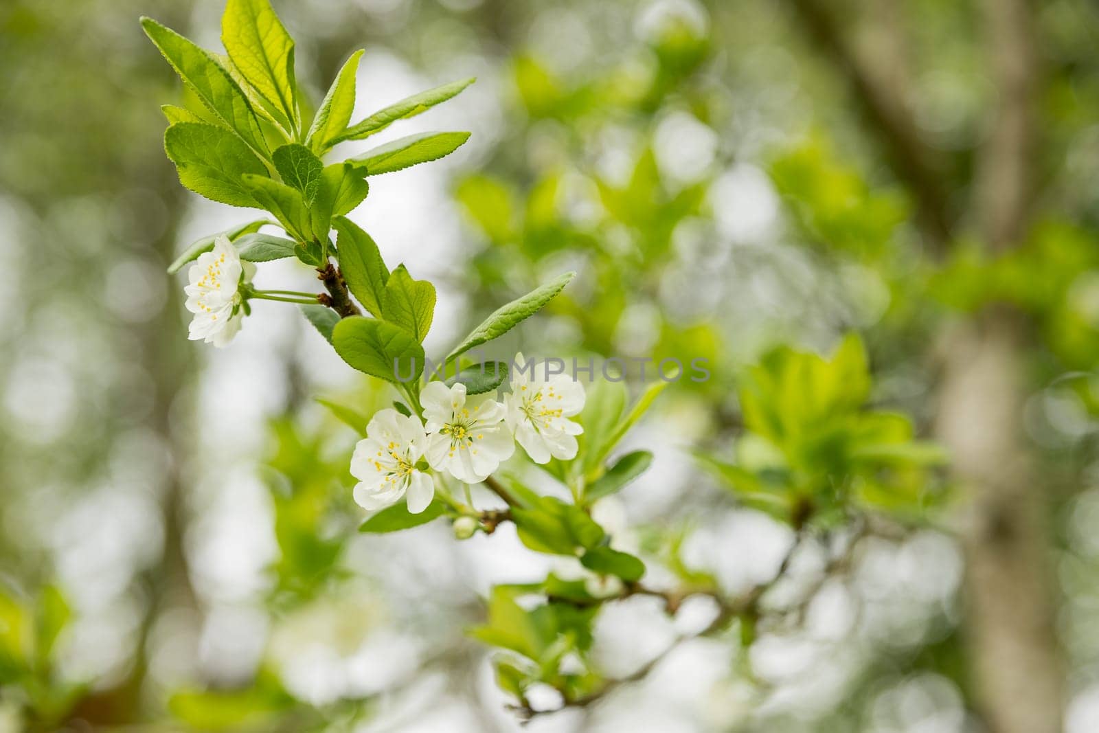 Blooming pear, white pear flowers. Blooming tree branches.