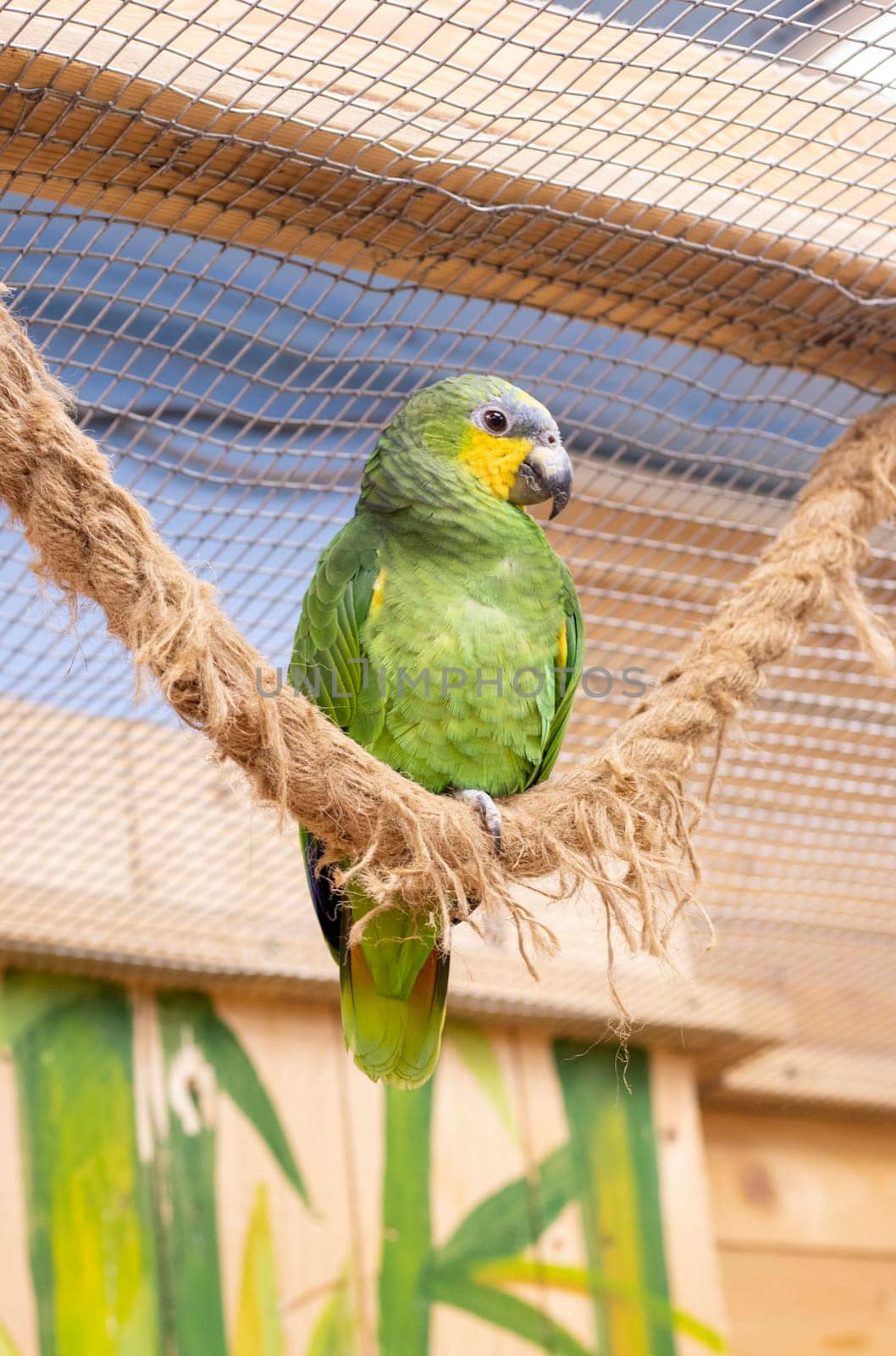 Close up shot of the orange winged amazon parrot