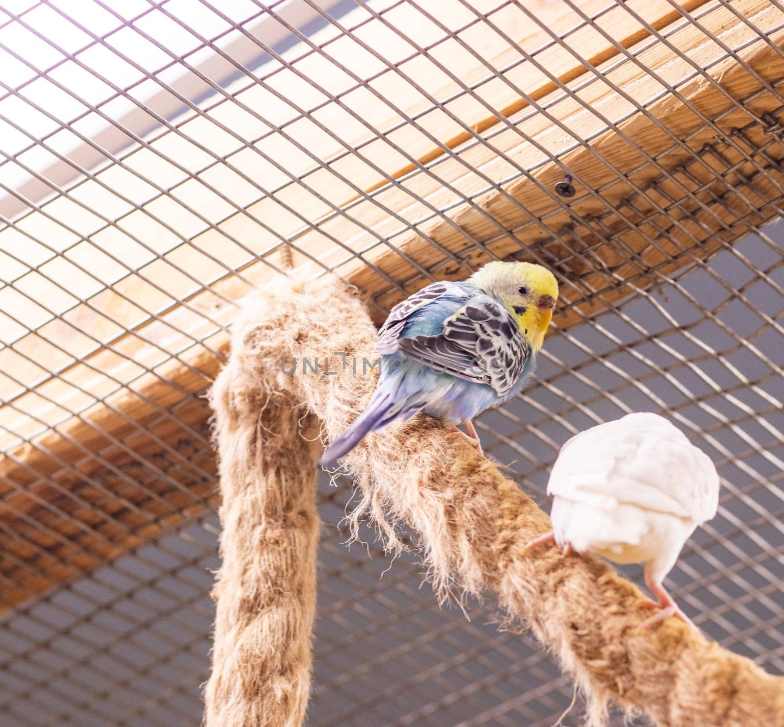 Close up shot of the budgerigars