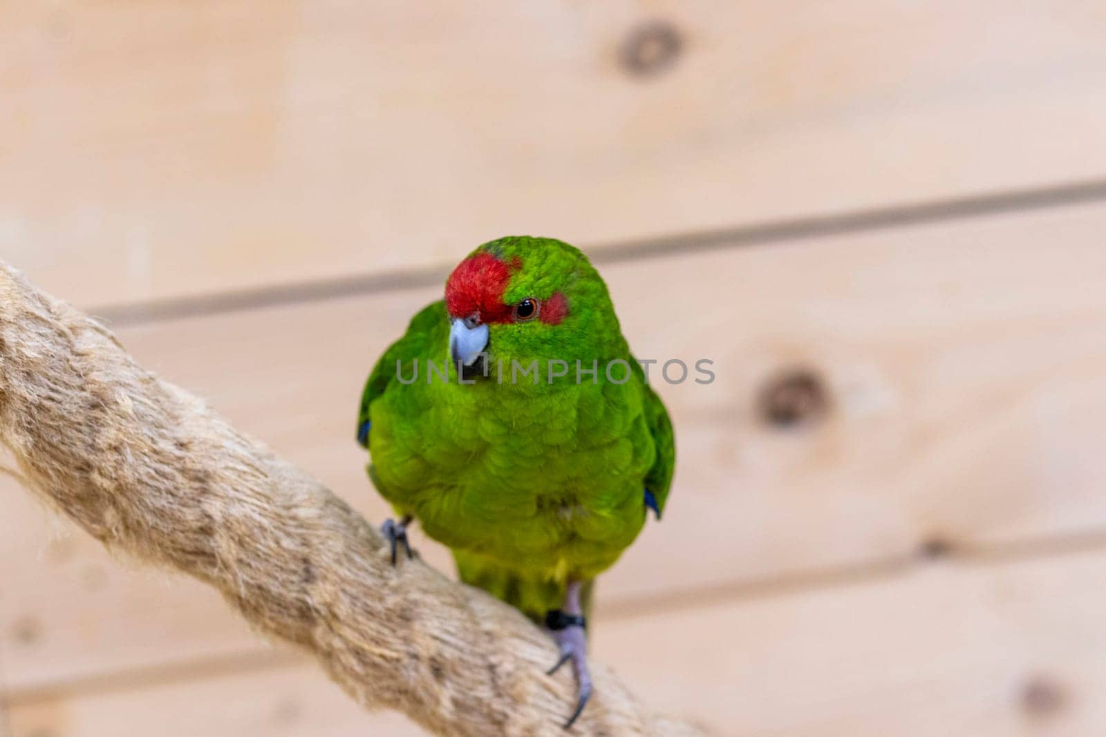 Close up shot of the red crowned parakeet or kakariki