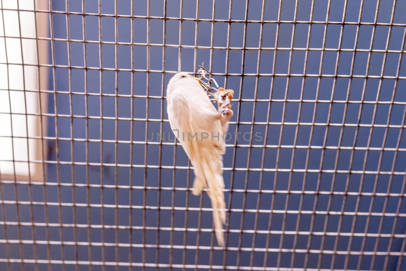 Close up shot of the budgerigar