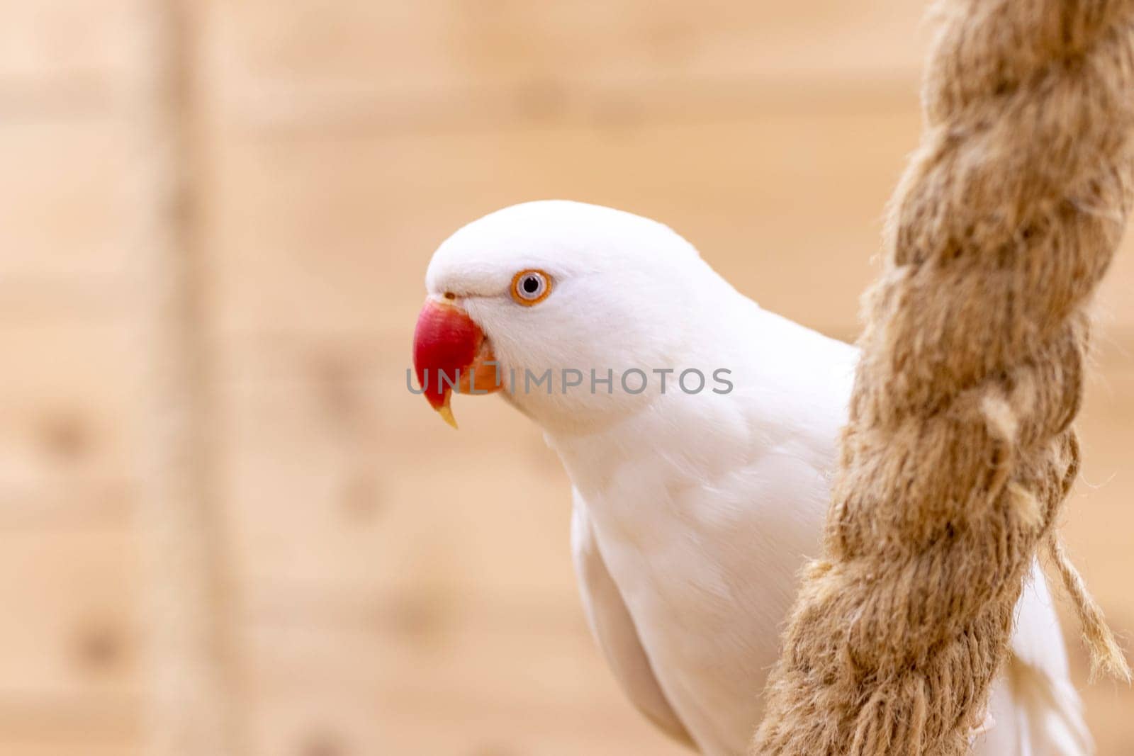 Close up shot of the rare albino Alexandrine parrot.
