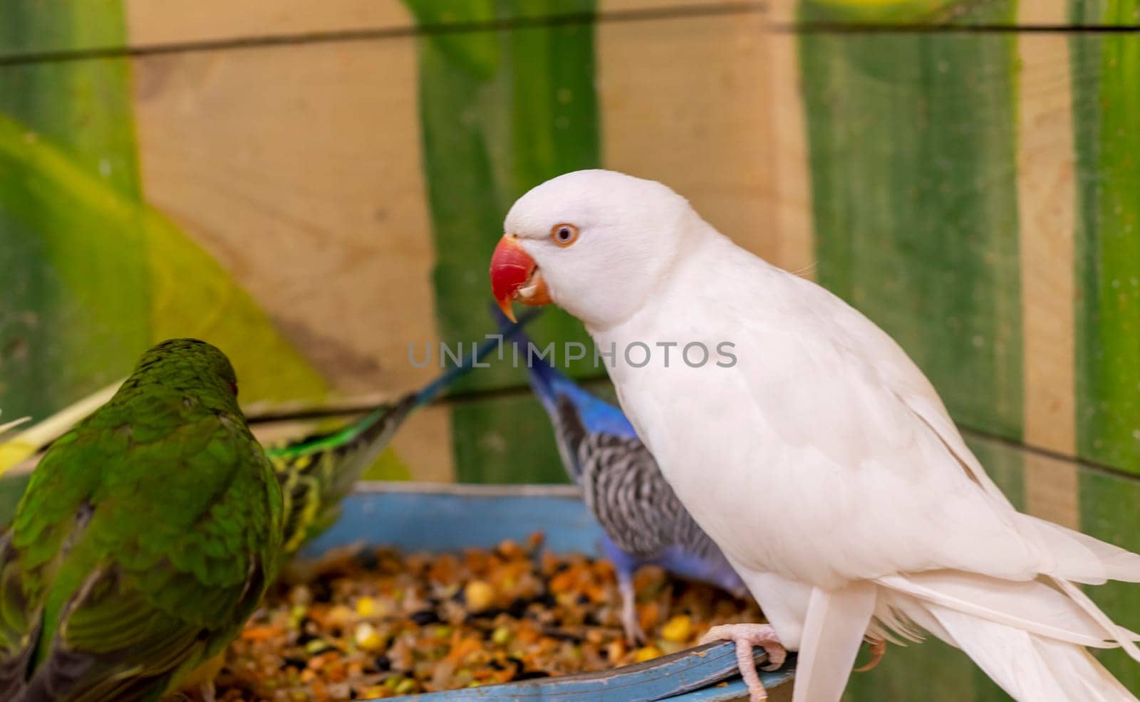 Close up shot of the rare albino Alexandrine parrot