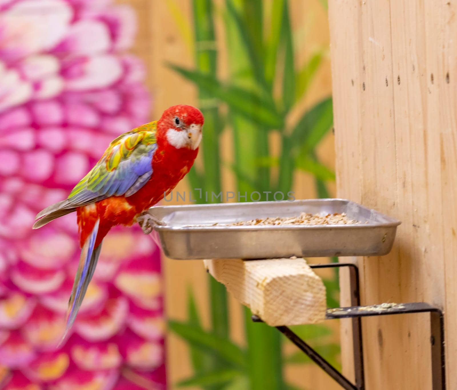 Close up shot of the eastern rosella