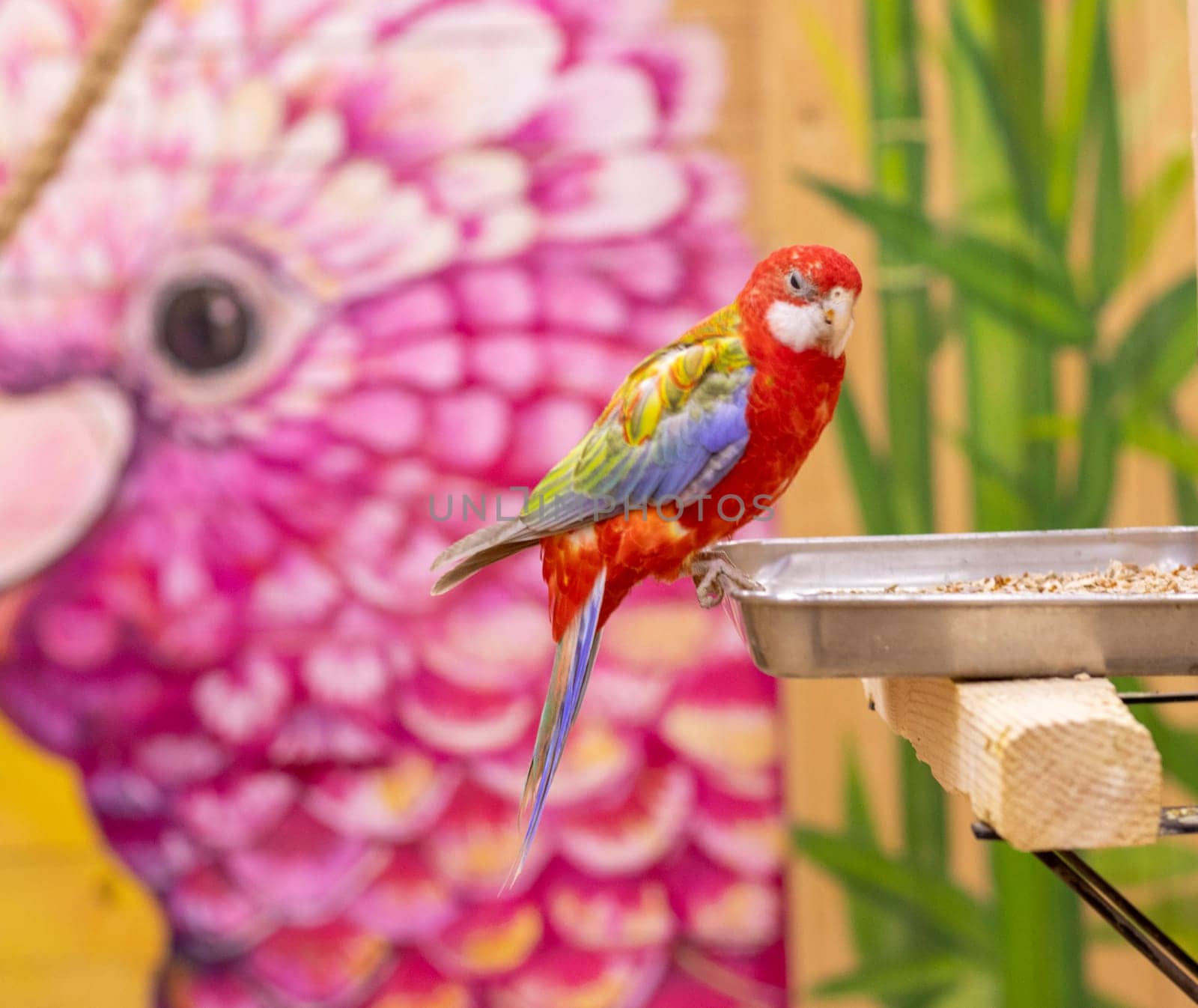 Close up shot of the eastern rosella