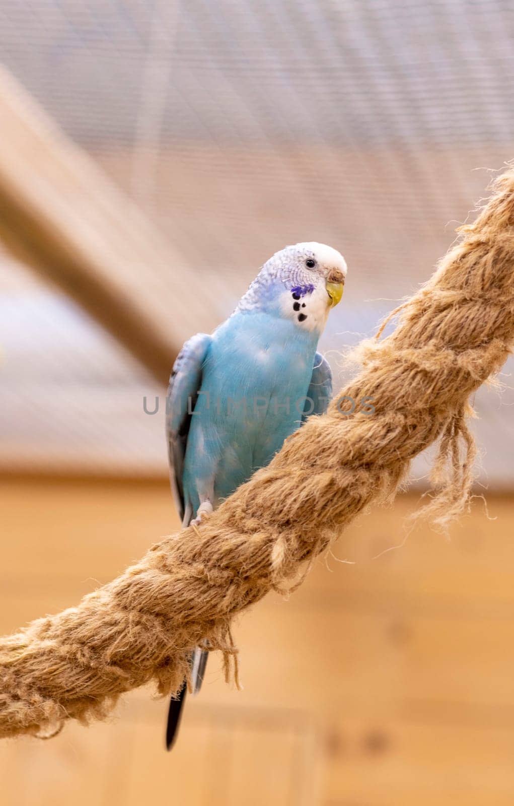 Close up shot of the budgerigar