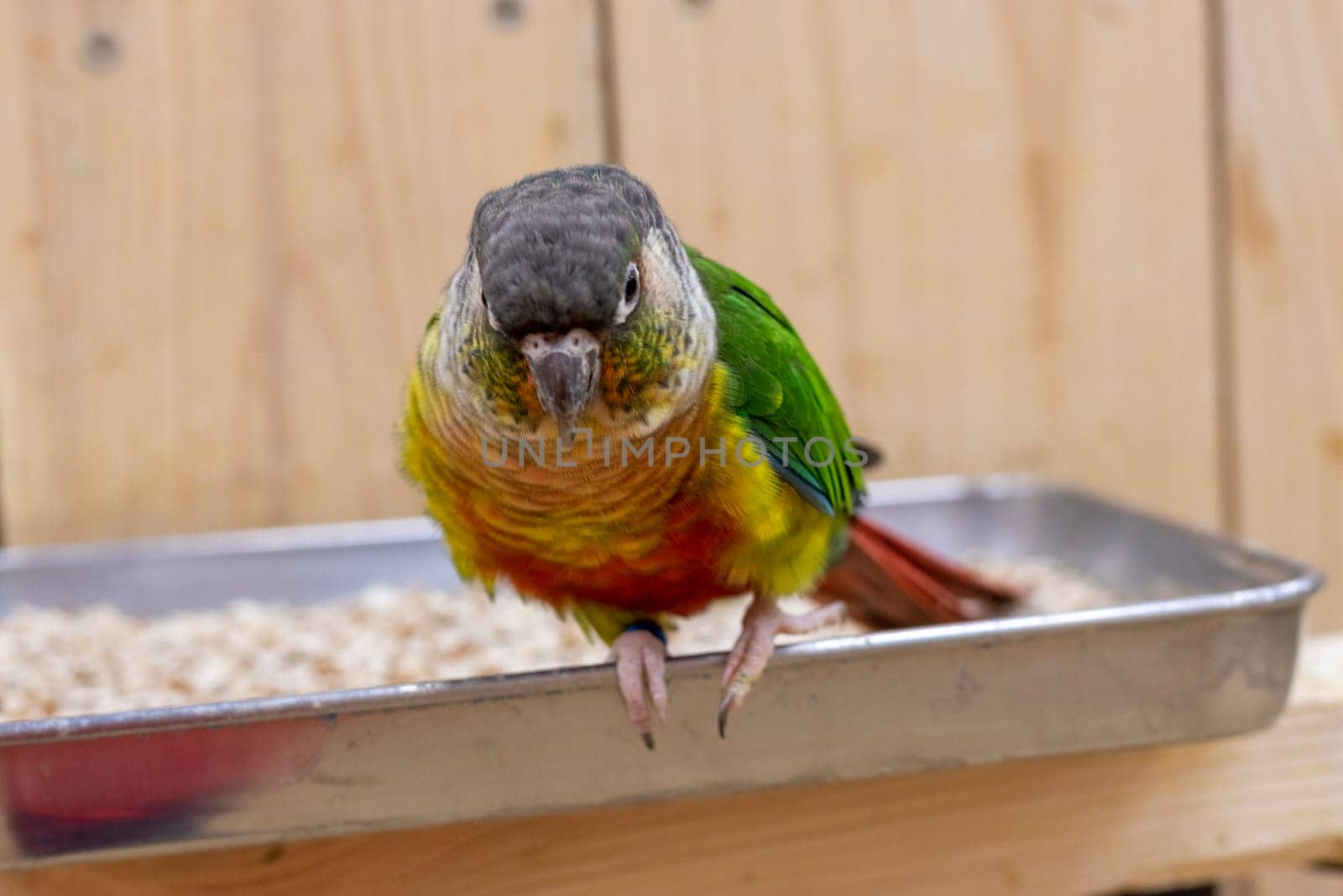 Close up shot of the green cheeked parakeet