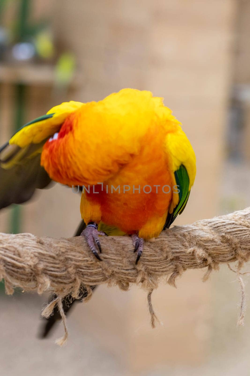 Close up shot of the Sun conure.