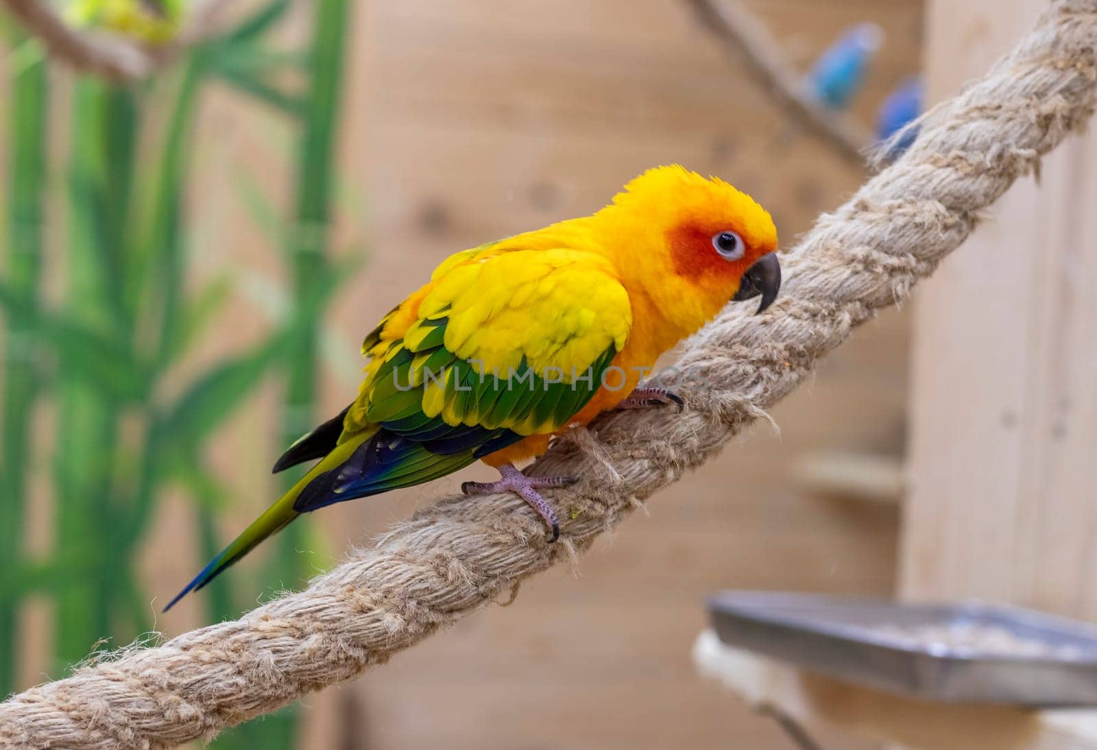 Close up shot of the Sun conure.