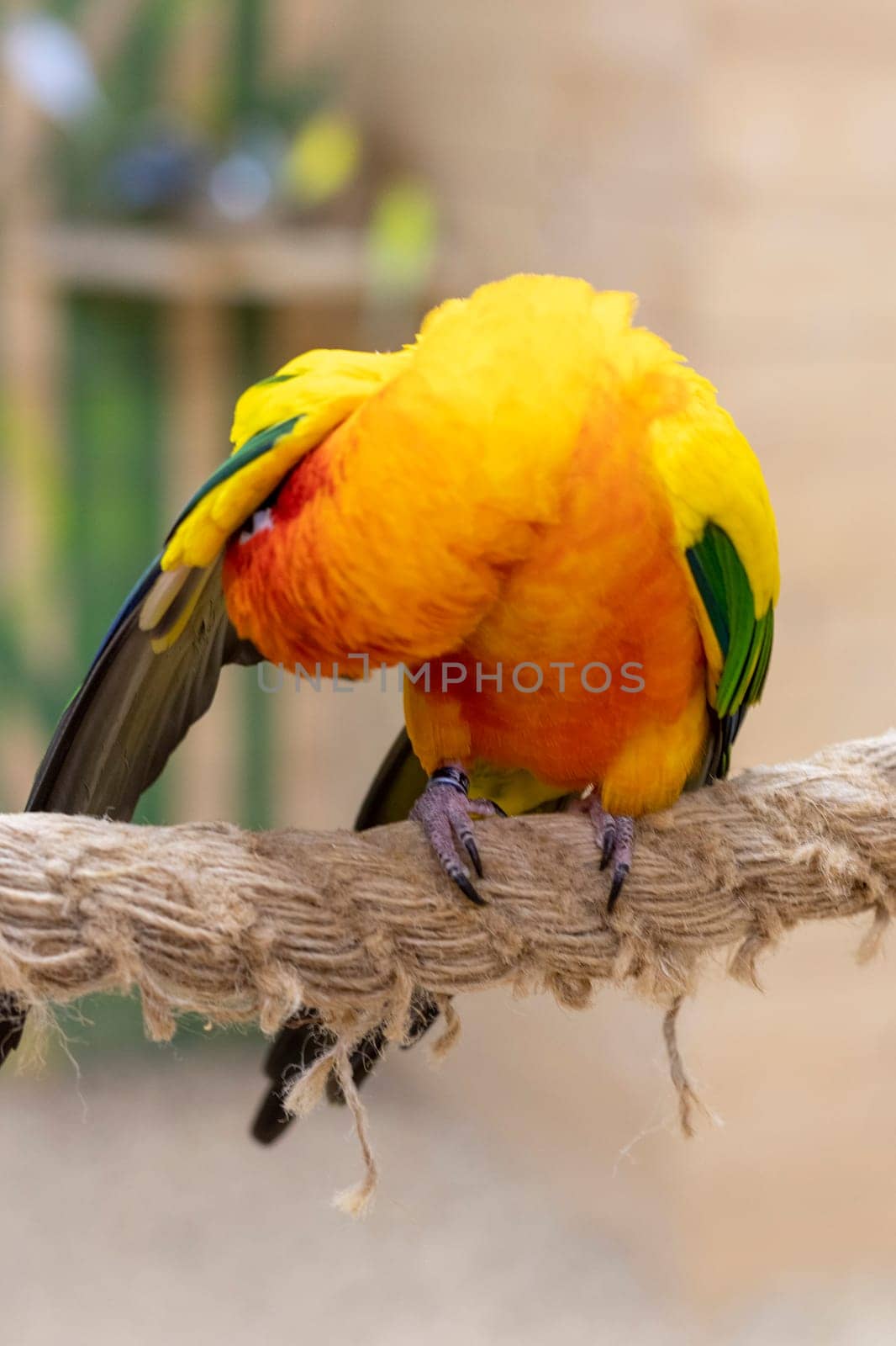 Close up shot of the Sun conure.