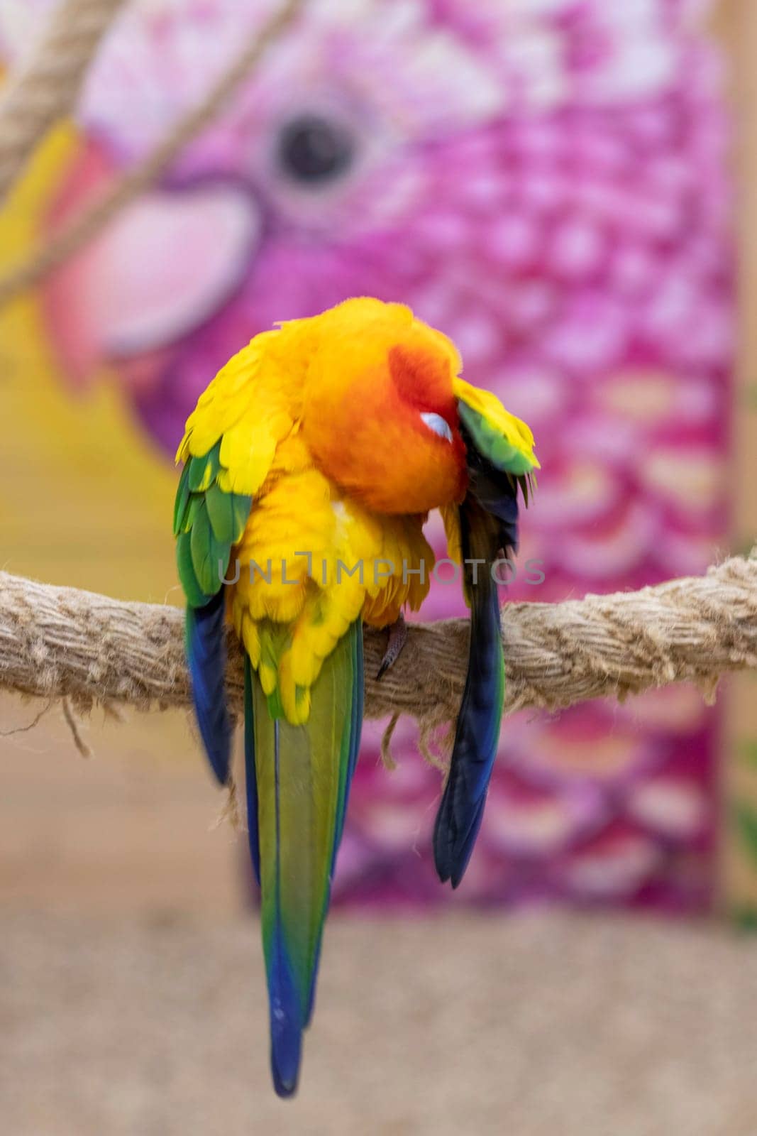 Close up shot of the Sun conure.