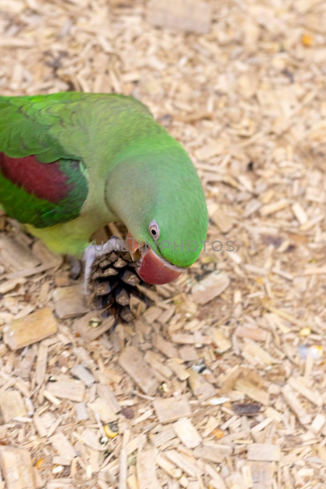 Close up shot of the Alexandrine parrot
