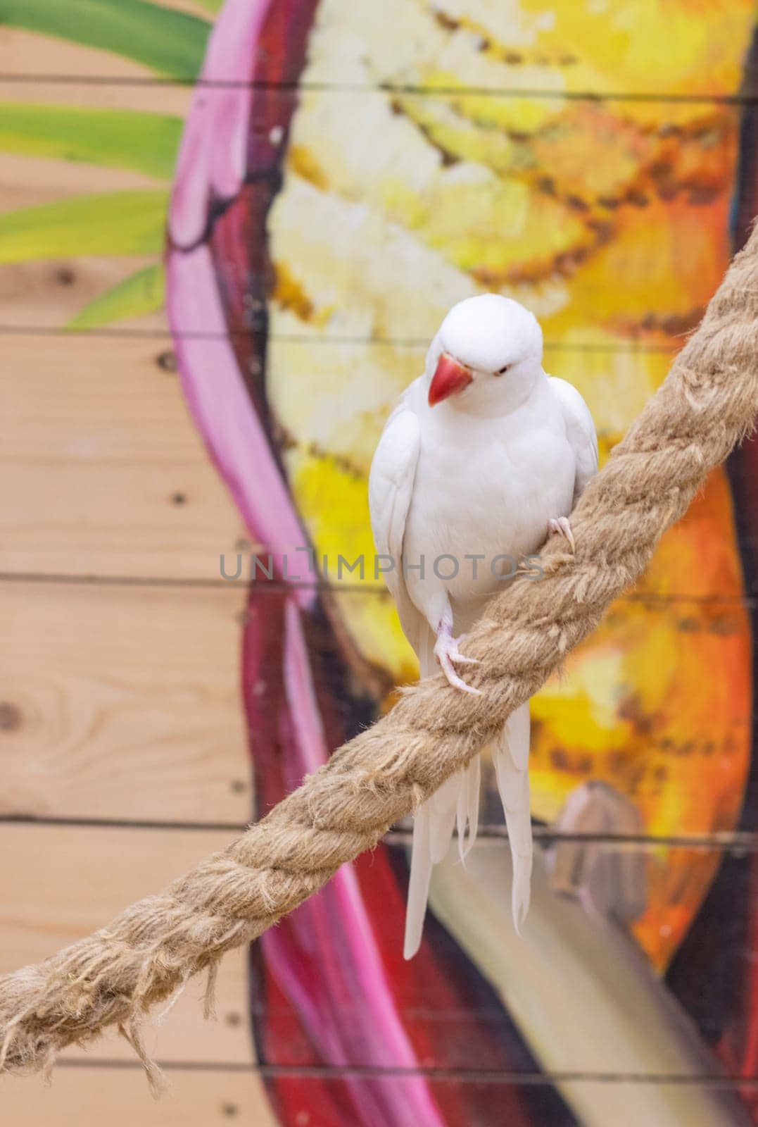 Close up shot of the rare albino Alexandrine parrot.