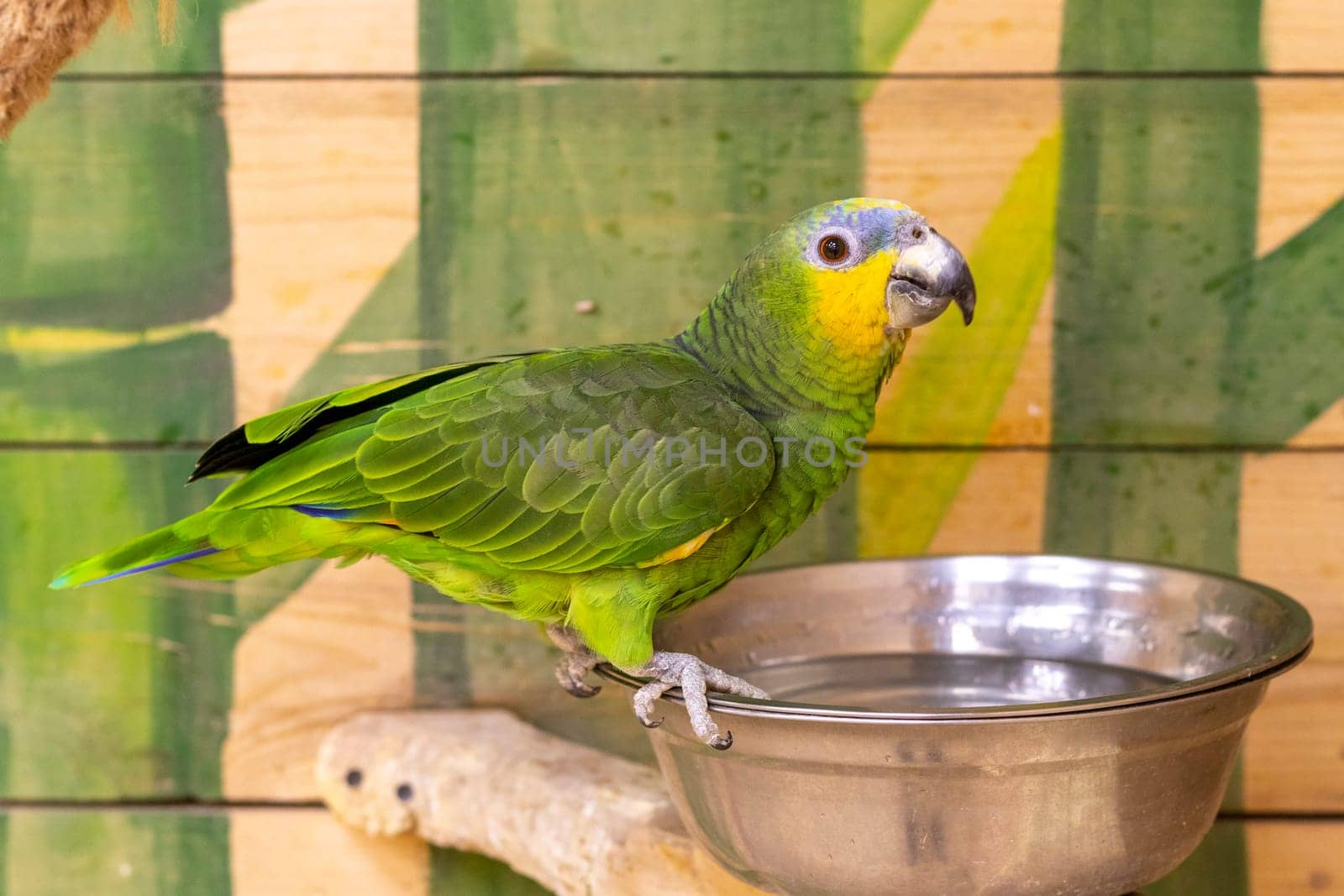 Close up shot of the orange winged amazon parrot