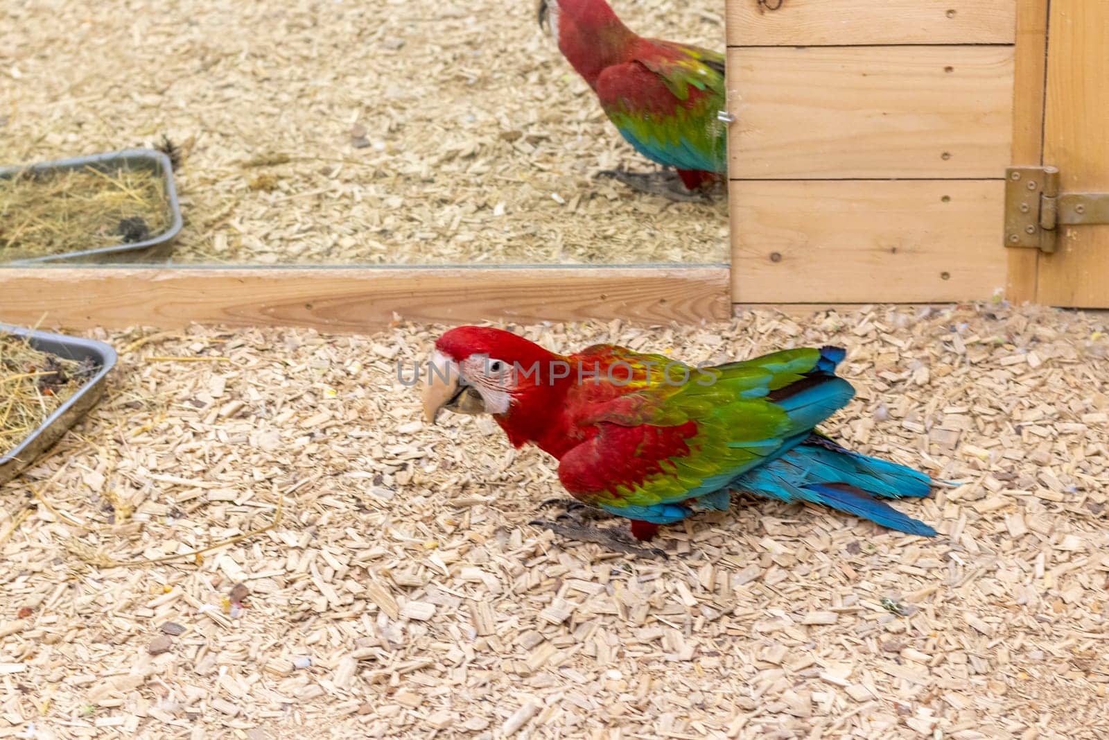 Close up shot of the red and green macaw