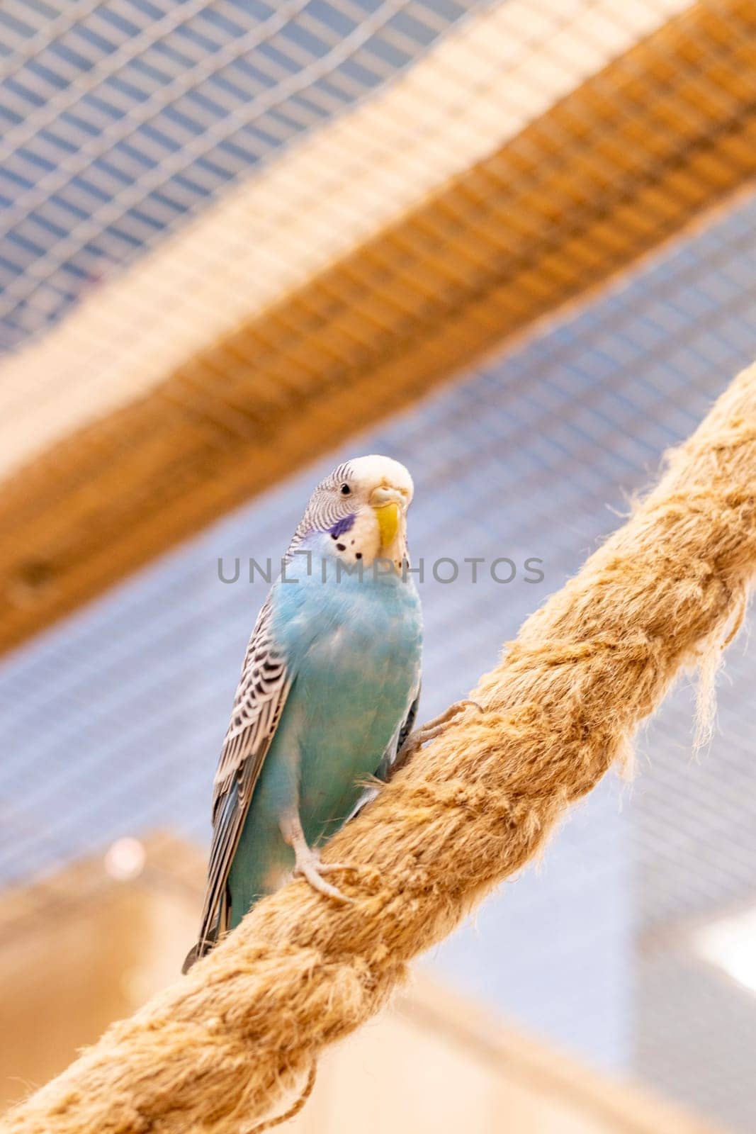 Close up shot of the budgerigar