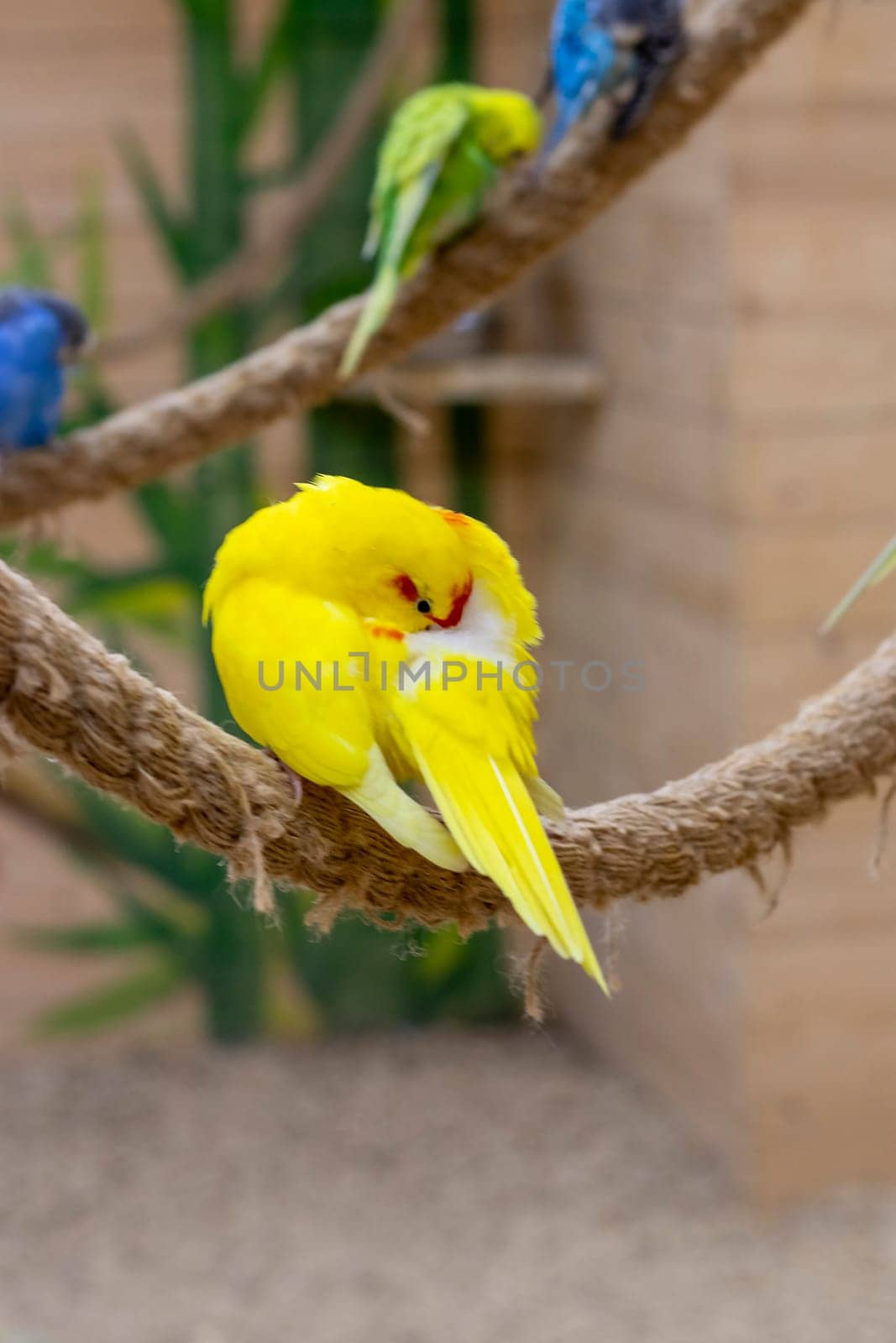 Close up shot of the red crowned parakeet or kakariki