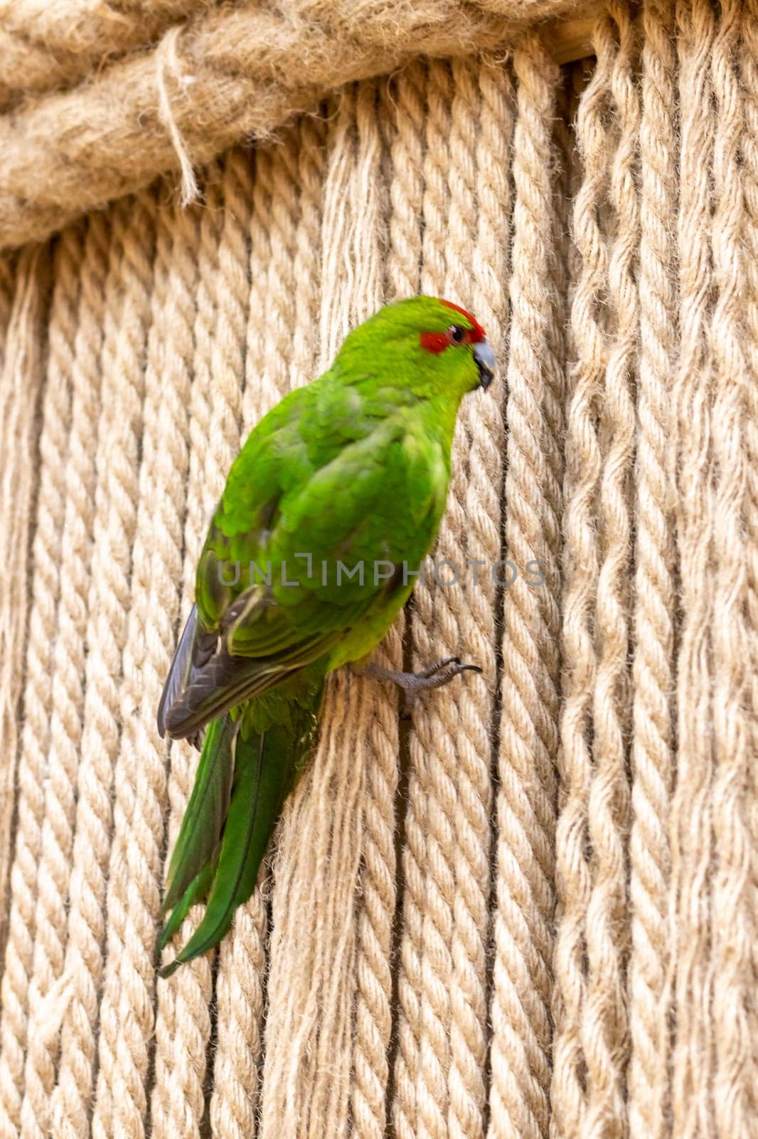 Close up shot of the red crowned parakeet or kakariki