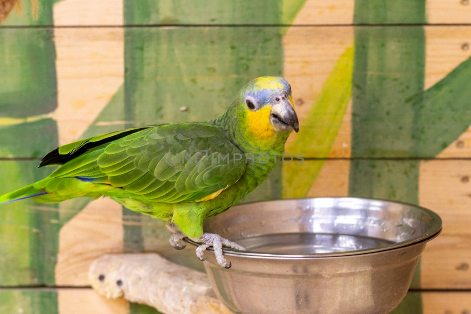 Close up shot of the orange winged amazon parrot