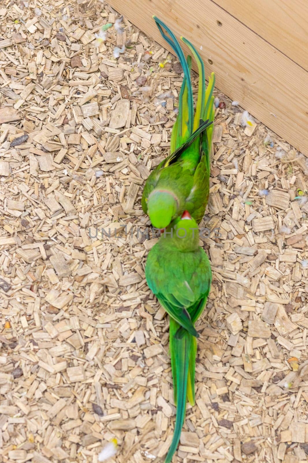 Close up shot of the Alexandrine parrots