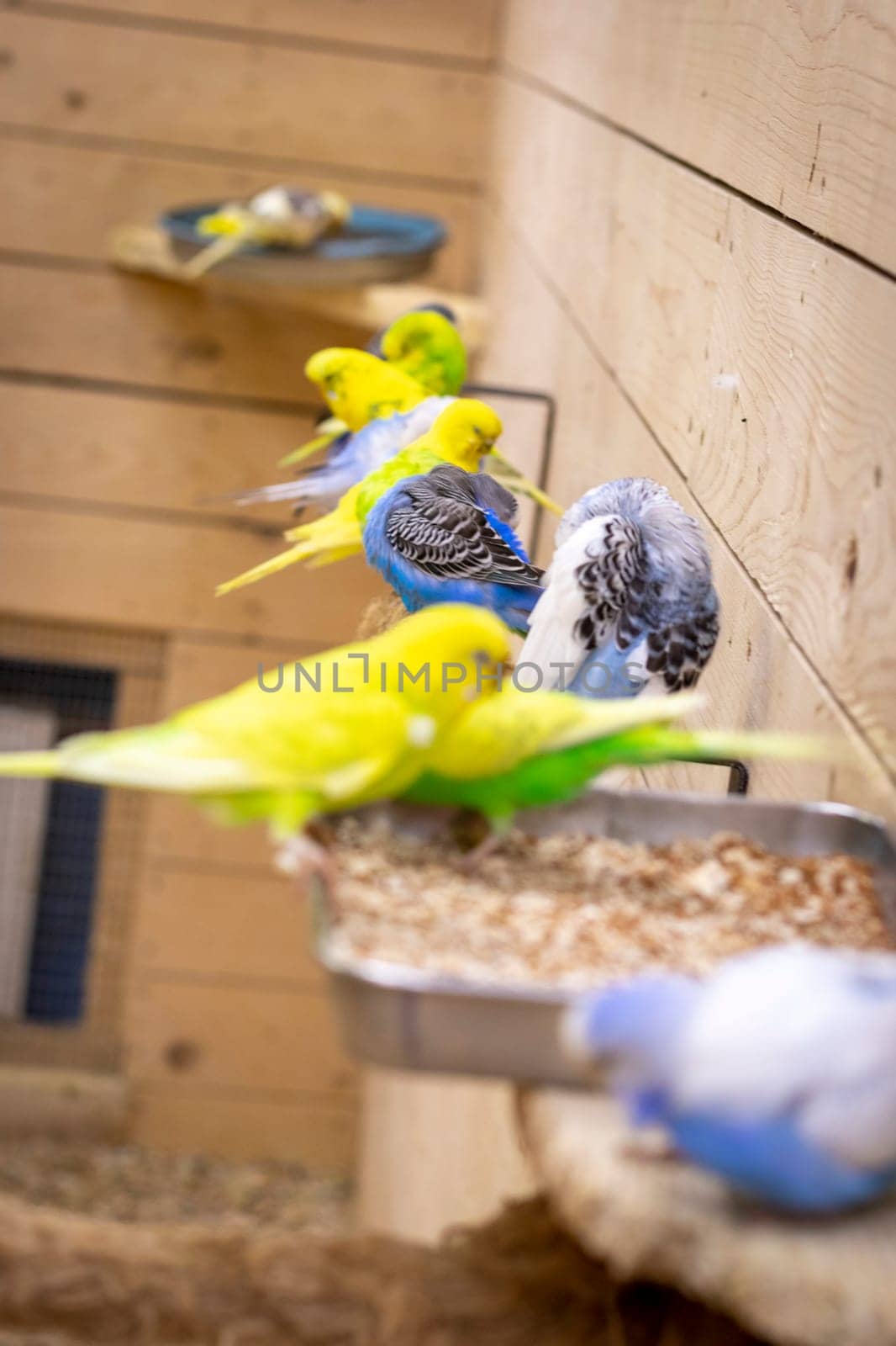 Close up shot of the budgerigars.