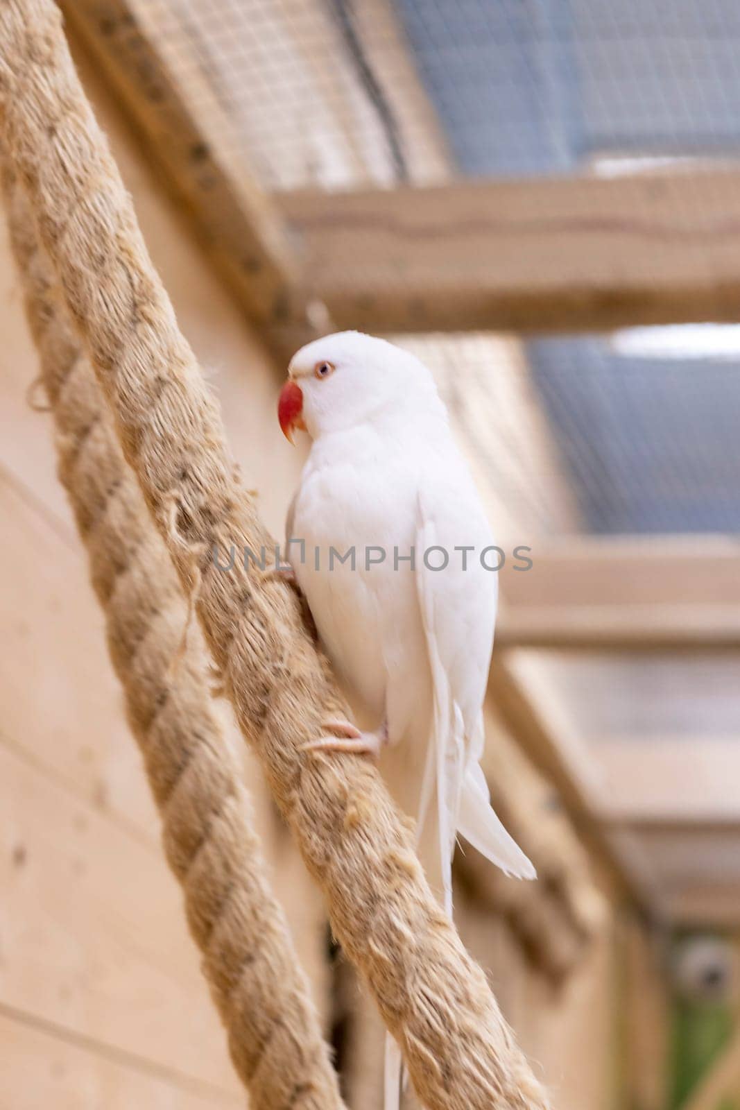 Close up shot of the rare albino Alexandrine parrot