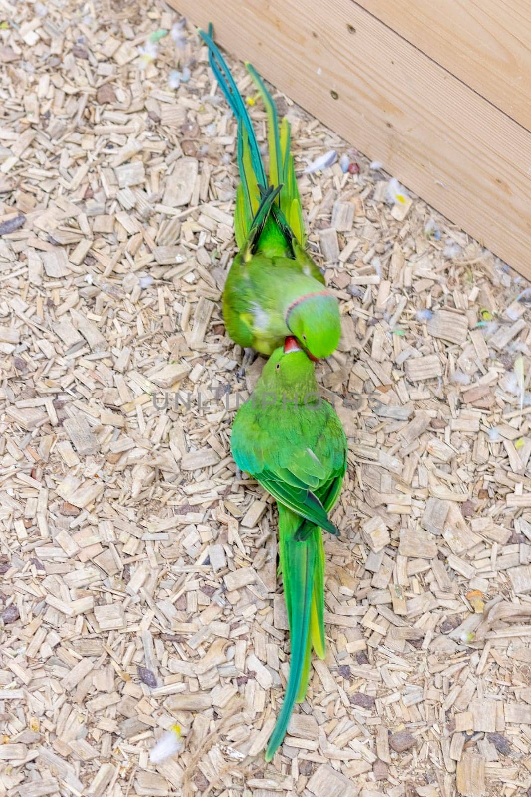 Close up shot of the Alexandrine parrots