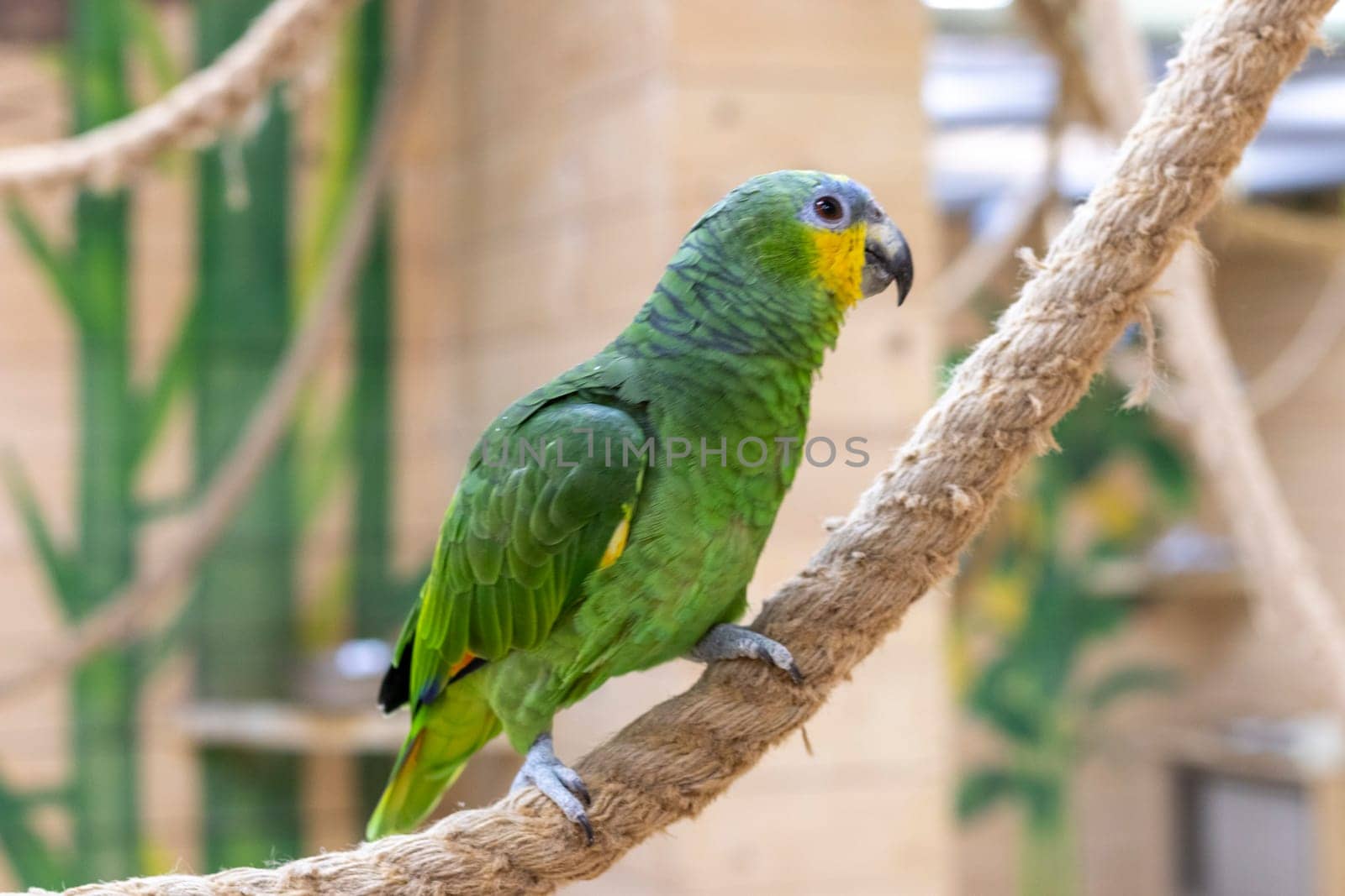 Close up shot of the orange winged amazon parrot