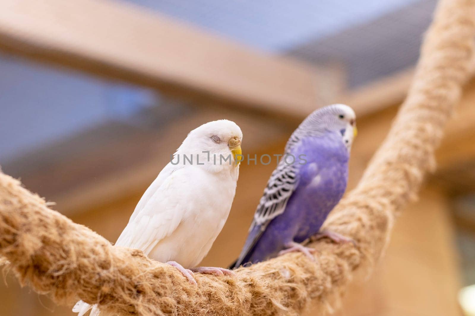 Close up shot of the budgerigars