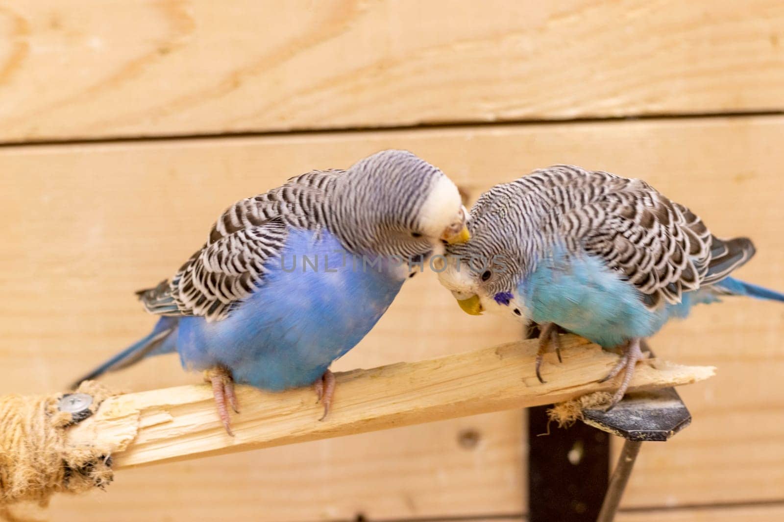 Close up shot of the budgerigars