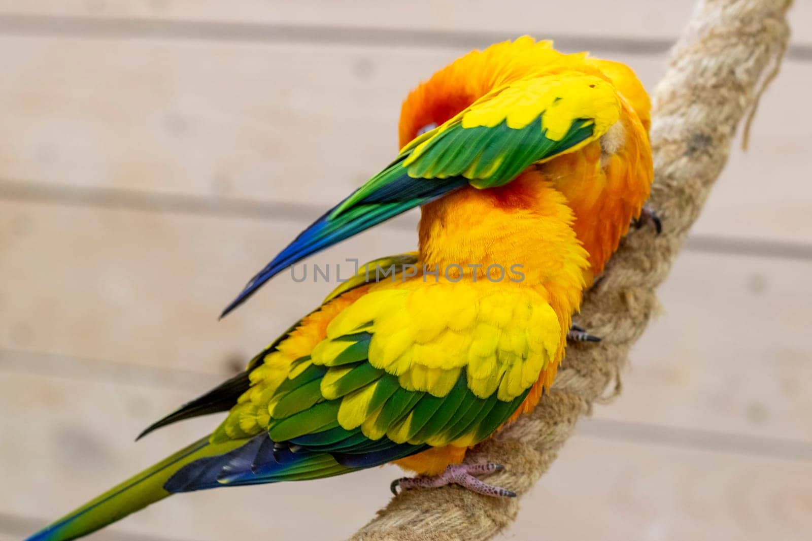 Close up shot of the Sun conures.